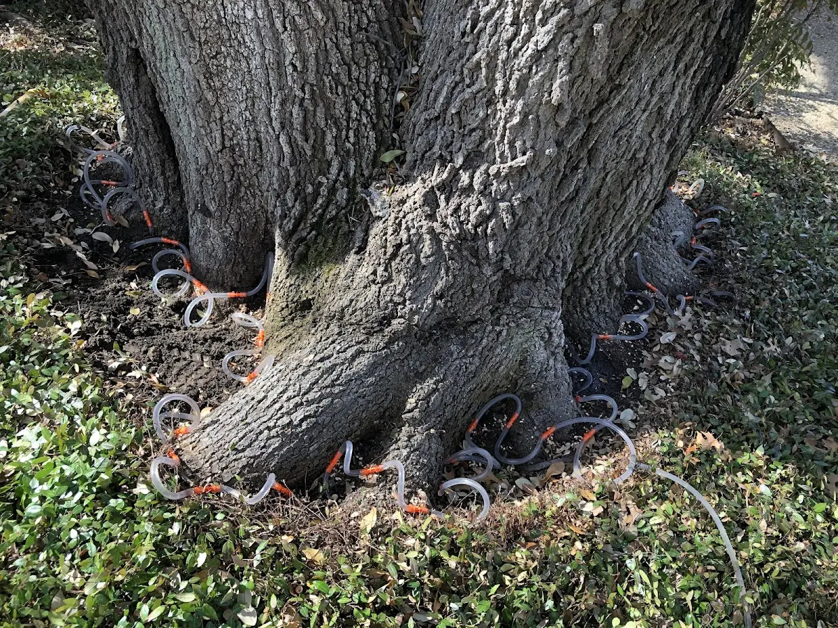 Detailed Tree Cabling and Bracing job site in South Mountain