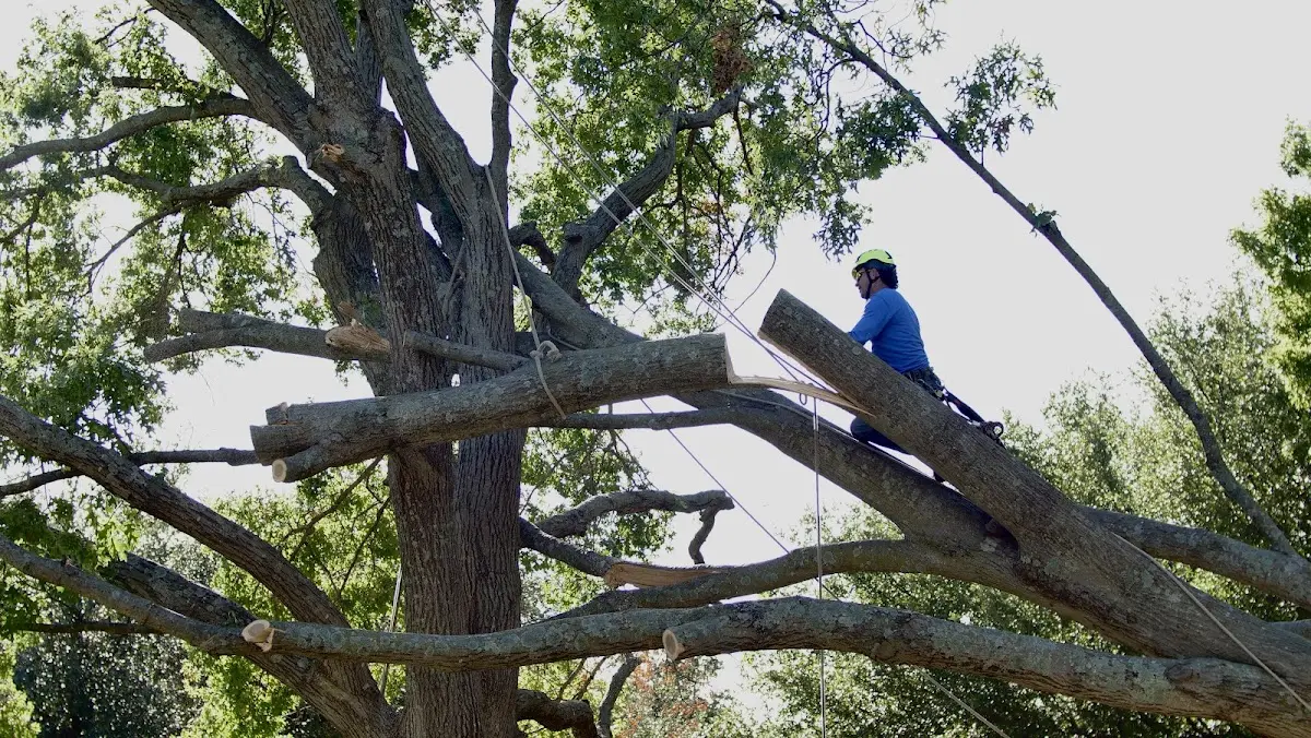 Professional Crown Thinning performed by certified arborists in South Mountain