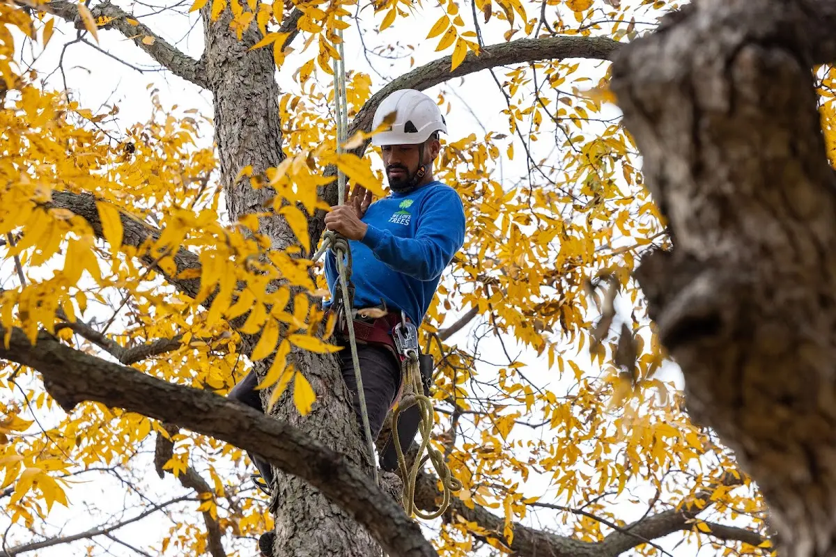 Skilled Tree Pruning crew working in South Mountain