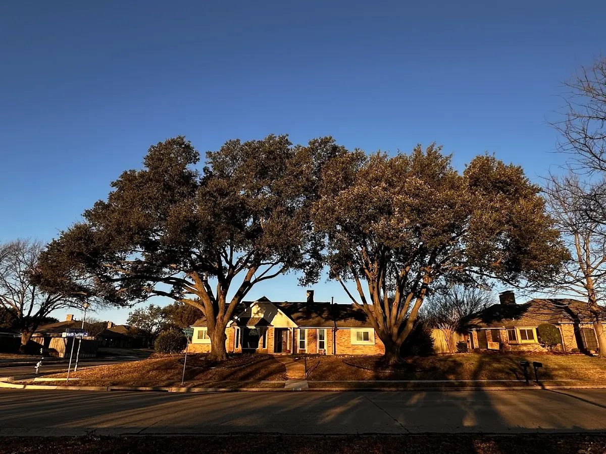 Established residential canopy tree shading a home in South Mountain