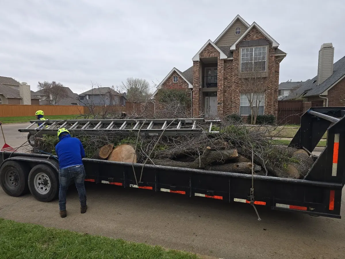 Expert Tree Pest Control with proper safety equipment in South Mountain